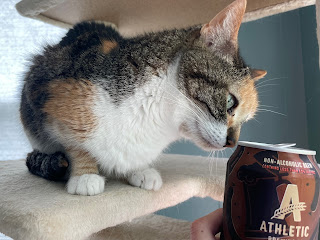 Purrl cat sniffing my open can of Oktoberfest