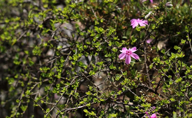 Phlox Subulata Flowers