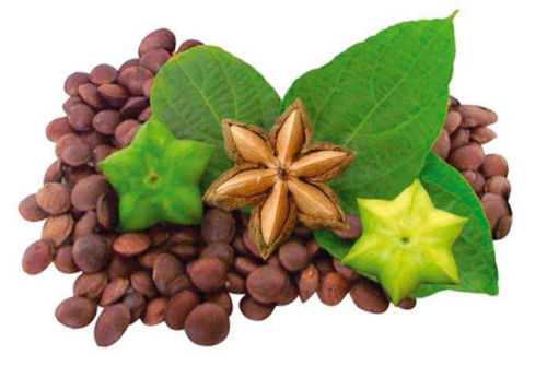 Kacang SACHA INCHI (Plukenetia Volubilis)