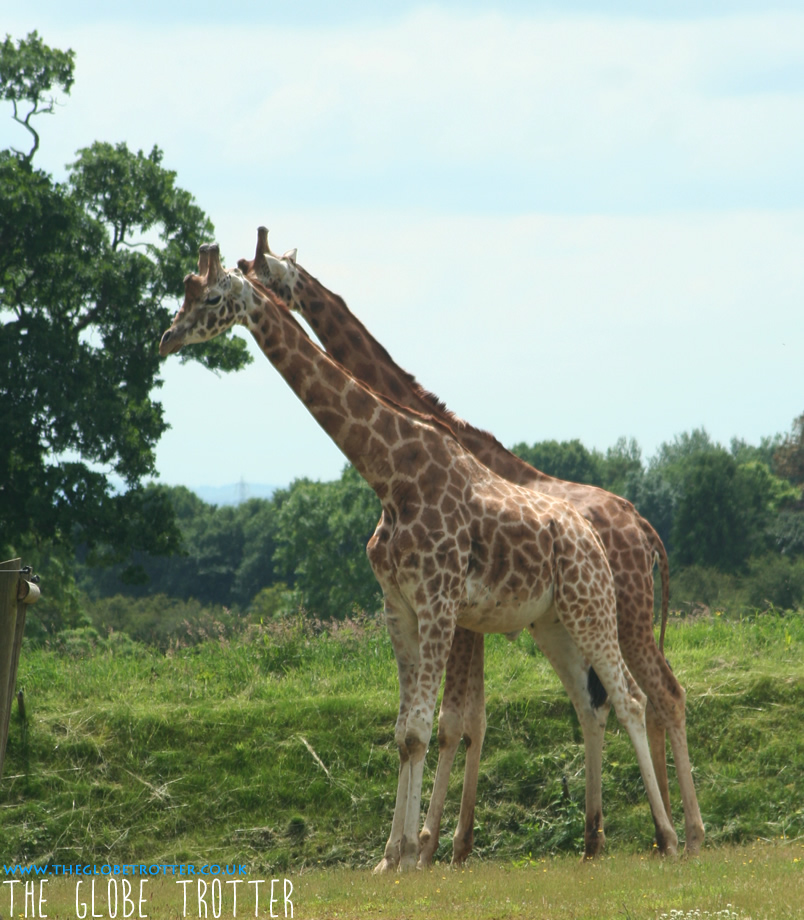 Cotswold Wildlife Park And Gardens
