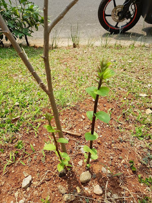 Petua Bercakap Dengan Pokok dan Ruqyah - Product Report