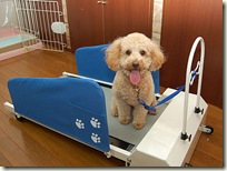 0908-DogOnTreadmill
