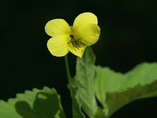 Photo de Violette jaune