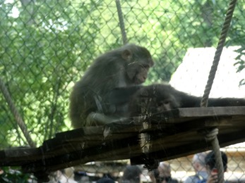 2017.08.26-014 macaque Rhésus