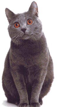 Cat Breeds, Chartreux Cat, Cats Pretty