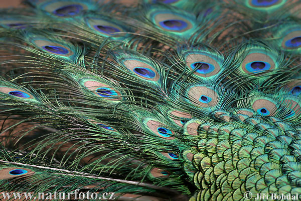 peafowl wings colorful,peafowl flying,bread,running,wallpapers,pictures,images 