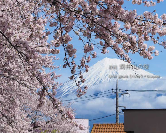 ずっと行きたかった！潤井川（富士宮）の桜