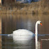 ŁABĘDZIE (SWANS)