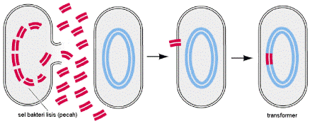 transformasi pada bakteri dengan cara mengambil materi genetik di lingkungan
