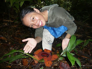 Kind of Rafflesia Tengku-Adlinii Flower