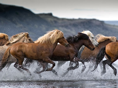 Wild horses, Iceland 