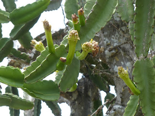 Dendrocereus nudiflorus