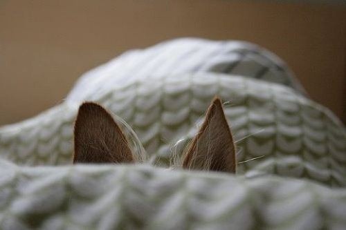 cute-animals-1