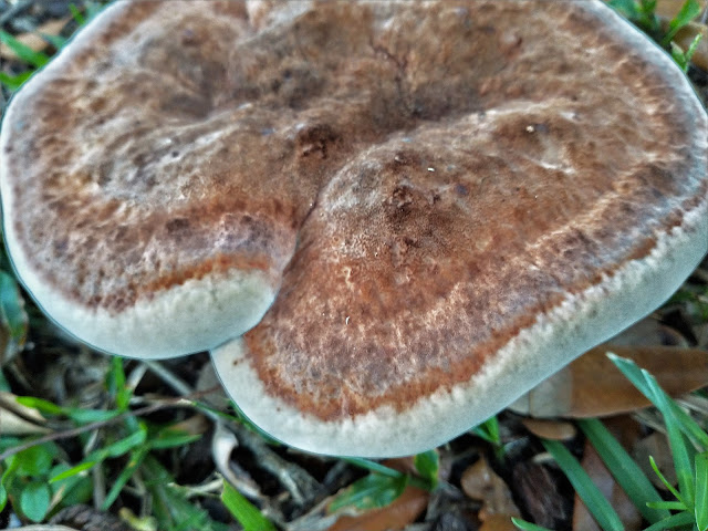 Seductive mushroom. Mobile, Alabama. July 2022. Credit: Mzuriana.