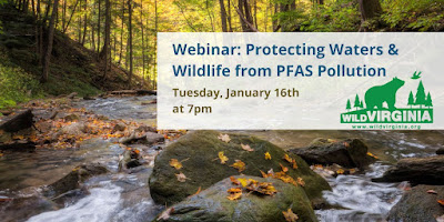 A running stream in the fall with the title Webinar: Protecting Waters & Wildlife from PFAS Pollution, Tuesday, January 16th at 7pm