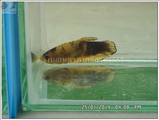 'งานเกษตรภาคอีสาน ขอนแก่น 2557