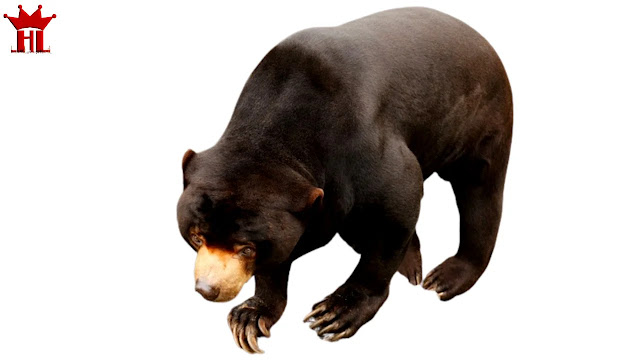 gambar beruang madu