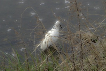 20130404-DSC03540