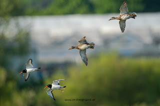 Wildlifefotografie Austernfischer Lippeaue Olaf Kerber