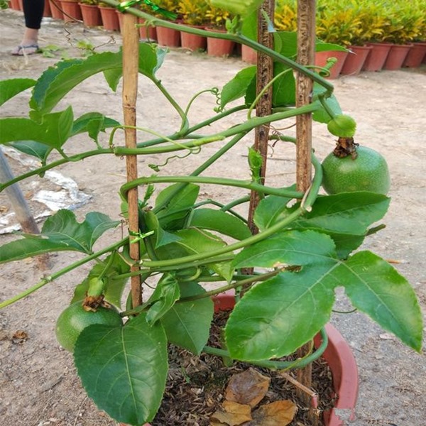 clip_image005