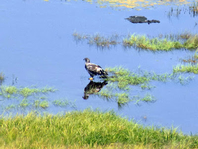 Juvenile Bald Eagle