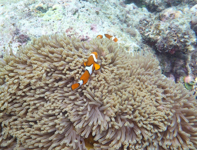 P.N. Gran Barrera de Coral  (Australia)