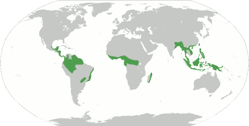 Animals Plants Rainforest: What is rainforest?where is ...