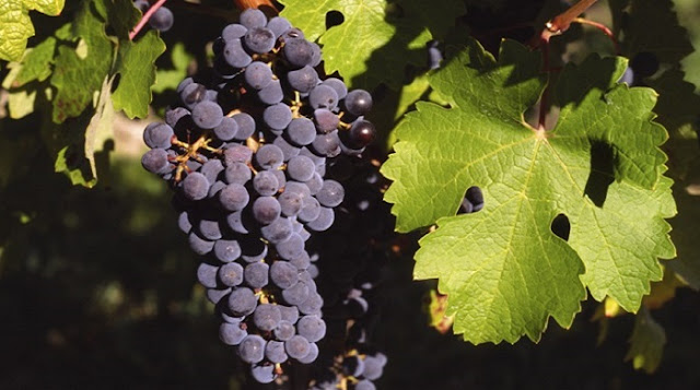 Australian Cabernet Sauvignon Grapes