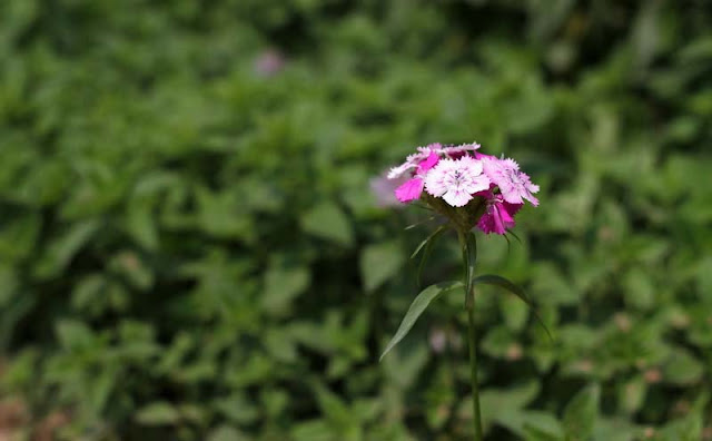 Sweet William Flowers Pictures