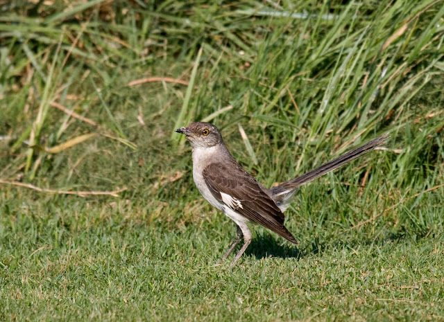 Northern Mockingbird