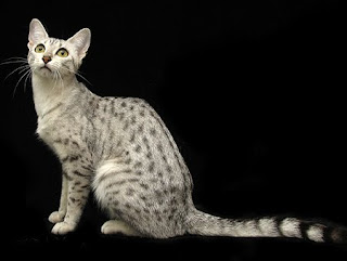 egyptian mau pet cat breeds animal cats picture wallpaper info