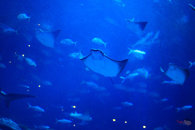 Stingray in Grand Aquarium in Ocean Park