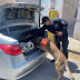  Unidad K-9 de la Policía Estatal participa en operativos de seguridad en Hermosillo