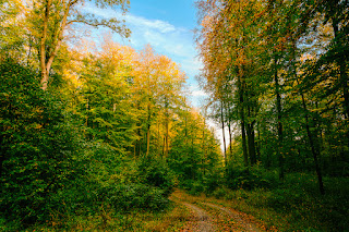 Waldfotografie Weserbergland Olaf Kerber