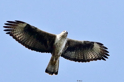 Bonelli's Eagle