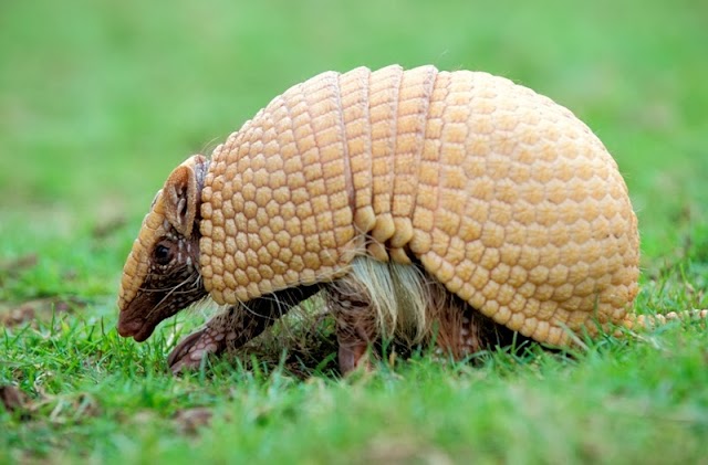 Tatu-bola-do-nordeste ter sido escolhido mascote da Copa do Mundo pouco resultou em benefício para sua conservação.