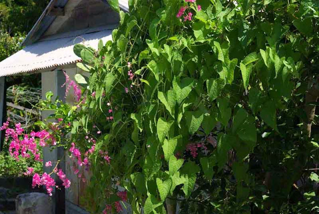 house nearly hidden by pink flowering vines