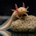 The Top 10 Most Fascinating Exotic Animals in the World