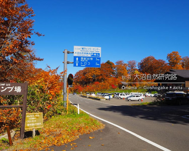 大沼自然研究路の紅葉