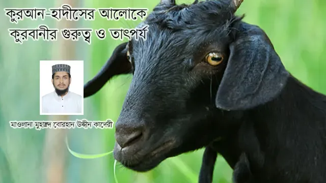 কুরআন-হাদীসের আলোকে কুরবানীর গুরুত্ব ও তাৎপর্য