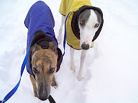 Girly Girl and Blue greyhounds in snow