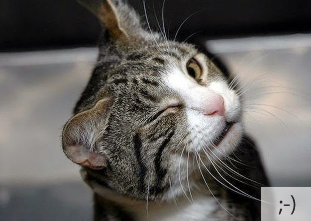 7 Pose Unyu  Kucing  Sumpah Menggemaskan Banget Warnaunyu 