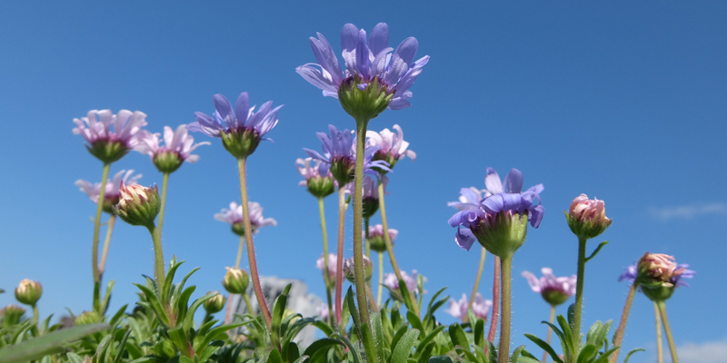 二月開花紀錄 年2 月igarden 頂樓花園實錄 園藝部落格 Igarden 花寶愛花園園藝文摘plus