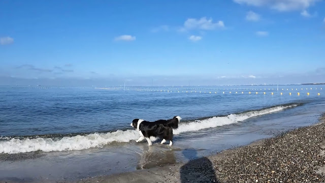 保護犬 ボーダーコリー トーマ