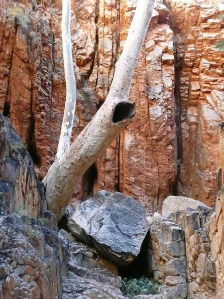 Tree inside the Chasm.