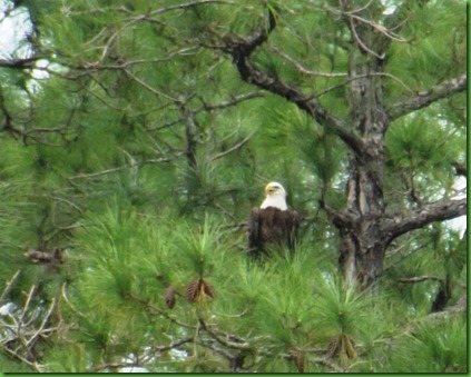 Eagle