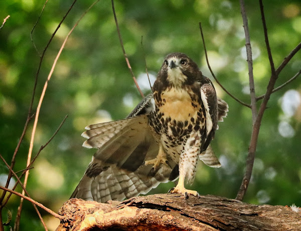 Red-tailed hawk fledgling stretching