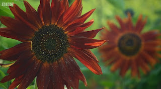 'Velvet Queen' Sunflower