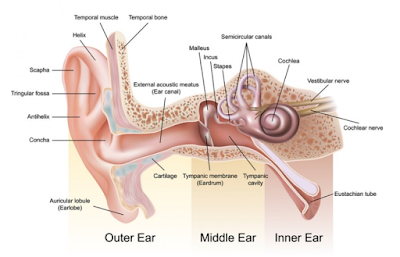 Best Natural Ways To Treat For Ear Infection
