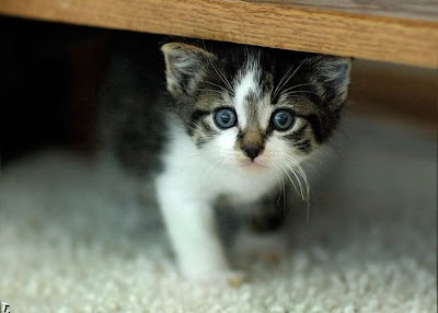 cutest kitten